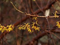 Hamamelis Barmstedt Gold 2016 01 23 9049